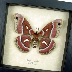 Hyalophora euryalus Ceanothus Silkmoth Female Rare Framed Moth