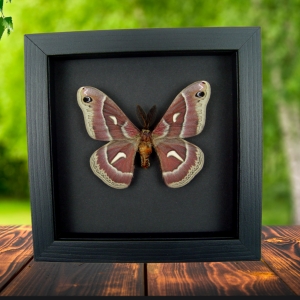 Hyalophora euryalus Male Moth Ceanothus Silkmoth Framed Taxidermy Moonlight Display