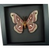 Hyalophora euryalus Male Moth Ceanothus Silkmoth Framed Taxidermy Moonlight Display