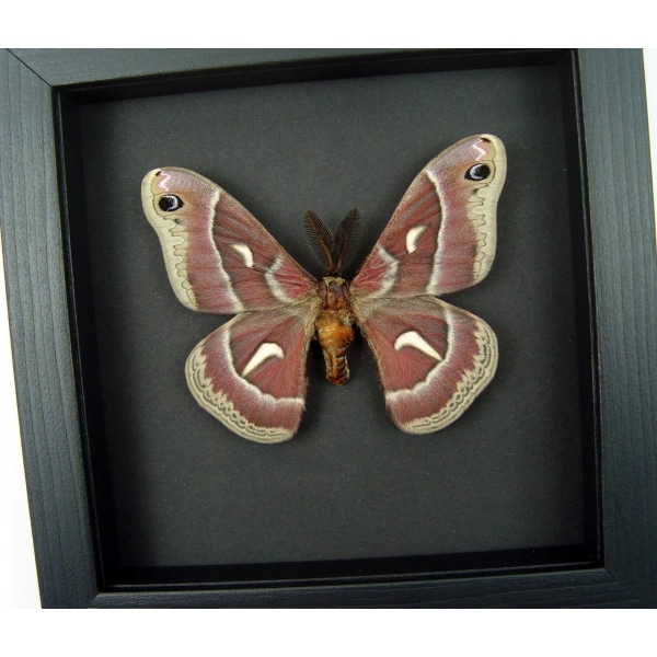 Hyalophora euryalus Male Moth Ceanothus Silkmoth Framed Taxidermy Moonlight Display