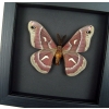 Hyalophora euryalus Male Moth Ceanothus Silkmoth Framed Taxidermy Moonlight Display