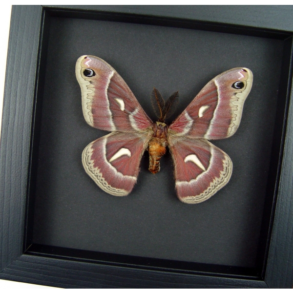 Hyalophora euryalus Male Moth Ceanothus Silkmoth Framed Taxidermy Moonlight Display