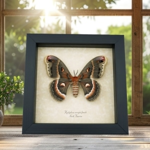 Hyalophora cecropia Female Moth Real Framed Taxidermy Display