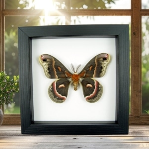 Hyalophora cecropia Moth Male Real Framed Insect Taxidermy Classic Black Display