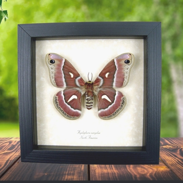 Hyalophora euryalus Female Moth Ceanothus Silkmoth Framed Taxidermy Display Hyalophora euryalus Female Moth Ceanothus Silkmoth Framed Taxidermy Display