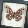 Hyalophora euryalus Female Moth Ceanothus Silkmoth Framed Taxidermy Display