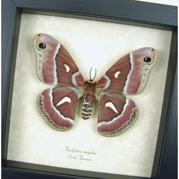 Hyalophora euryalus Female Moth Ceanothus Silkmoth Framed Taxidermy Display