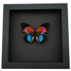 Rare Blue Red Fuchsia Hybrid Butterfly Agrias claudina lugens Prepona dexamenus Framed Moonlight Display