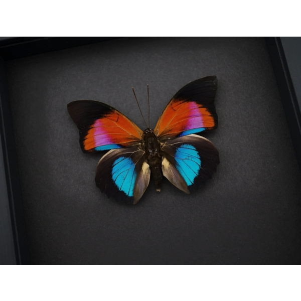 Rare Blue Red Fuchsia Hybrid Butterfly Agrias claudina lugens Prepona dexamenus Framed Moonlight Display