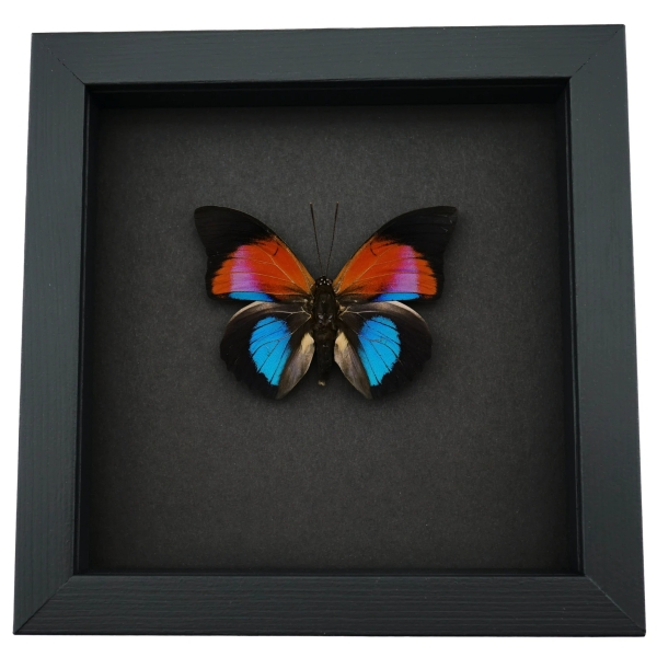 Rare Blue Red Fuchsia Hybrid Butterfly Agrias claudina lugens Prepona dexamenus Framed Moonlight Display
