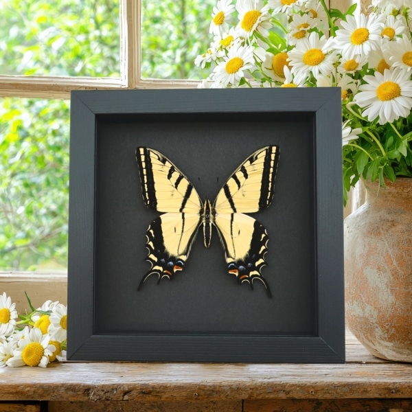 Real framed taxidermy Papilio Multicaudata pusillus male Two Tailed Swallowtail Butterfly Moonlight Display