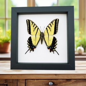Papilio Multicaudata pusillus Swallowtail Butterfly Framed Taxidermy Classic Black Display