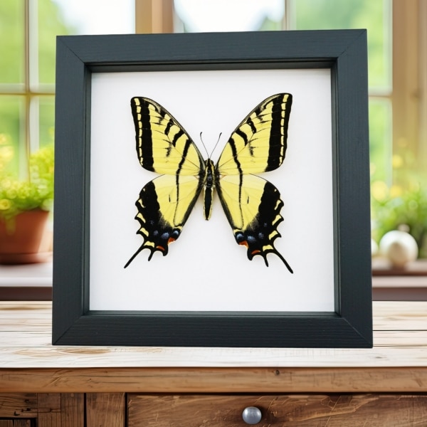 Papilio Multicaudata pusillus Swallowtail Butterfly Framed Taxidermy Classic Black Display