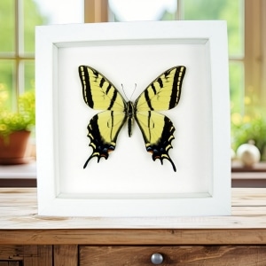 Real framed taxidermy Papilio Multicaudata pusillus male Two Tailed Swallowtail Butterfly Vibrant White Display