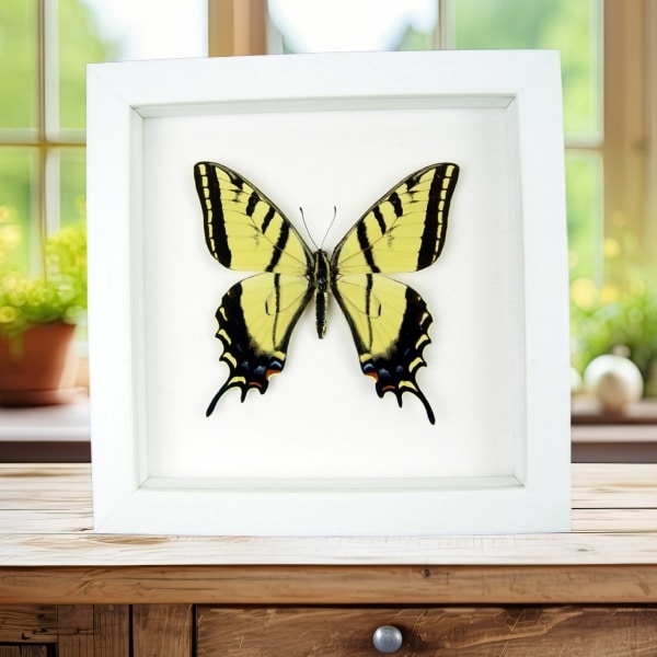Real framed taxidermy Papilio Multicaudata pusillus male Two Tailed Swallowtail Butterfly Vibrant White Display