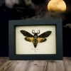 Death Head Moth Acherontia atropos male Real Framed Taxidermy Display