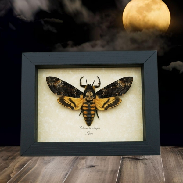 Death Head Moth Acherontia atropos Female Real Framed Taxidermy Display Death Head Moth Acherontia atropos Female Real Framed Taxidermy Display