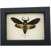 Death Head Moth Acherontia atropos male Real Framed Taxidermy Display