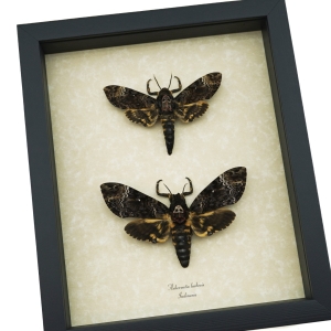 Framed Death Head Moth Pair Acherontia lachesis Taxidermy Display