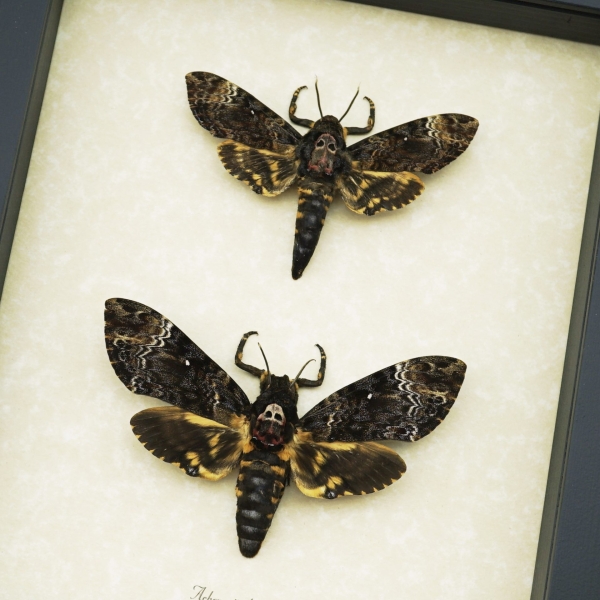 Framed Death Head Moth Pair Acherontia lachesis Taxidermy Display