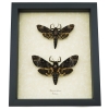 Framed Death Head Moth Pair Acherontia lachesis Taxidermy Display