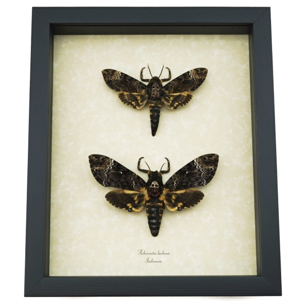 Framed Death Head Moth Pair Acherontia lachesis Taxidermy Display