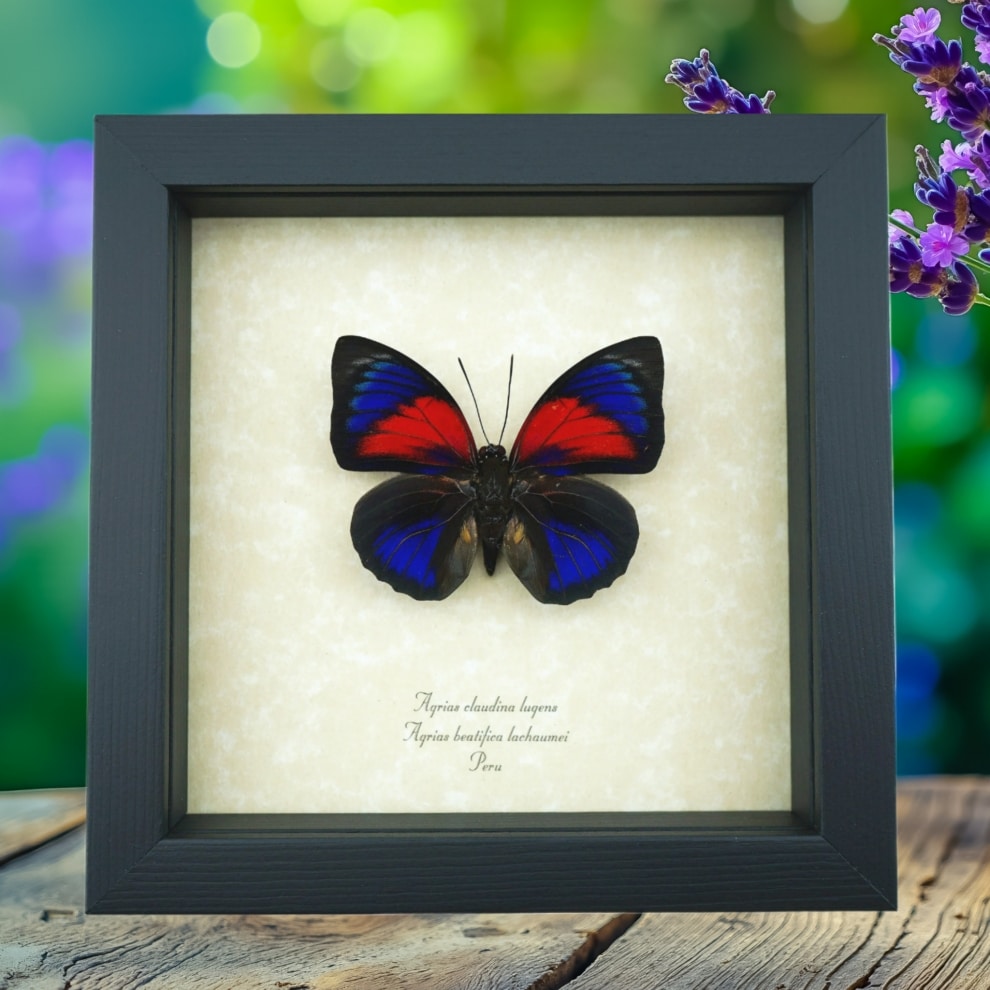 Rare Red Blue Hybrid Butterfly Agrias beatifica lachaumei Agrias claudina lugens Framed Taxidermy Display