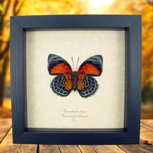 Rare Red Orange Hybrid Butterfly Agrias beatifica lachaumei Agrias claudina lugens verso