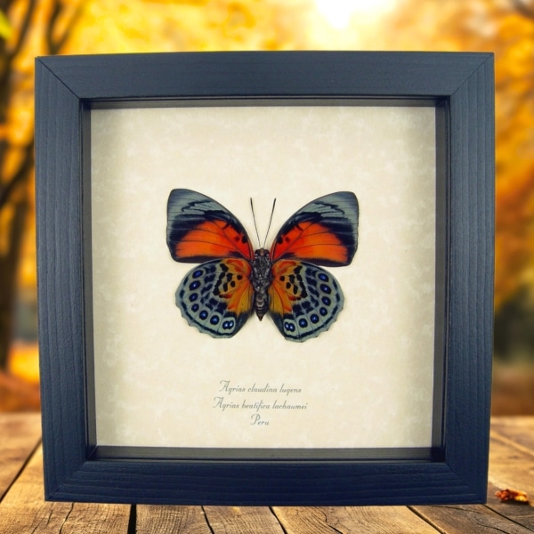 Rare Red Orange Hybrid Butterfly Agrias beatifica lachaumei Agrias claudina lugens verso