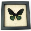 Battus belus Male Metallic Green Butterfly Framed Taxidermy Display