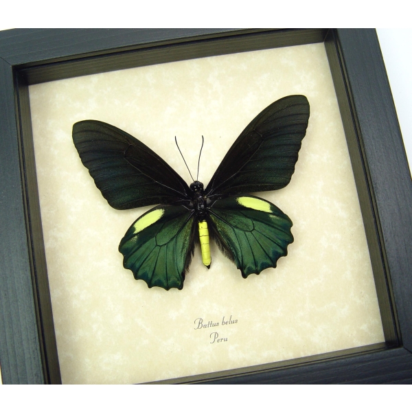 Battus belus Male Metallic Green Butterfly Framed Taxidermy Display