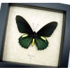 Battus belus Male Metallic Green Butterfly Framed Taxidermy Display