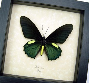 Battus belus Male Metallic Green Butterfly Framed Taxidermy Display