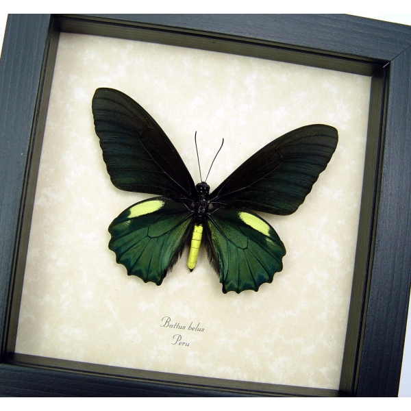 Battus belus Male Metallic Green Butterfly Framed Taxidermy Display