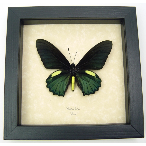 Battus belus Male Metallic Green Butterfly Framed Taxidermy Display