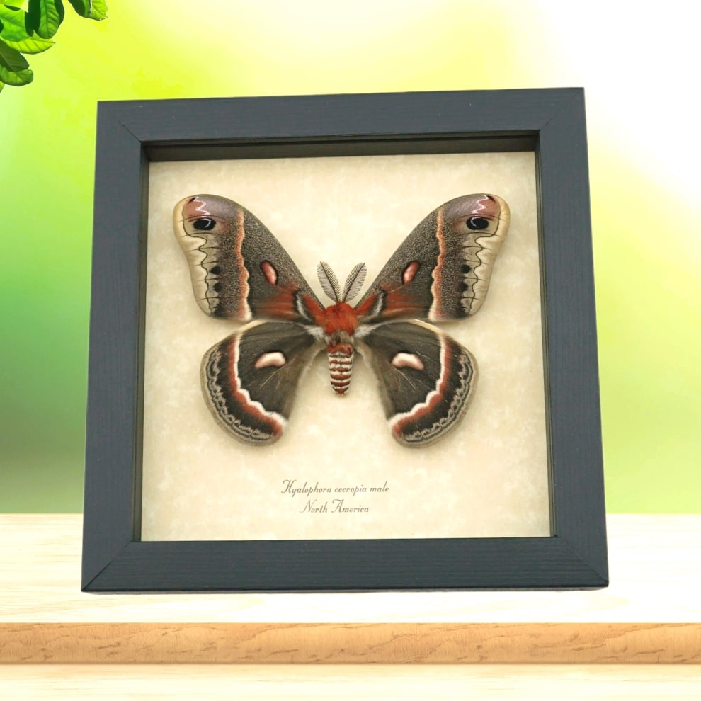 Hyalophora cecropia Moth Male North American Silk Moth Framed Insect