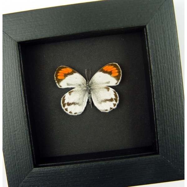 Colotis species Orange Tip African Butterfly Moonlight Display Framed Taxidermy