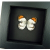 Colotis species Orange Tip African Butterfly Moonlight Display Framed Taxidermy