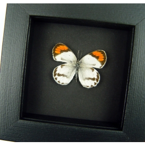 Colotis species Orange Tip African Butterfly Moonlight Display Framed Taxidermy