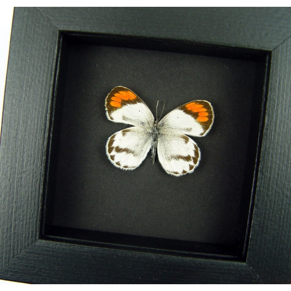 Colotis species Orange Tip African Butterfly Moonlight Display Framed Taxidermy