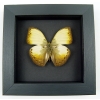 Creamy Yellow Glider Cymothoe hyarbita Butterfly Real Framed Moonlight Display