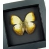 Creamy Yellow Glider Cymothoe hyarbita Butterfly Real Framed Moonlight Display