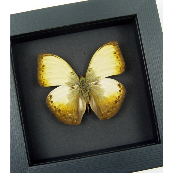 Creamy Yellow Glider Cymothoe hyarbita Butterfly Real Framed Moonlight Display