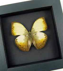 Creamy Yellow Glider Cymothoe hyarbita Butterfly Real Framed Moonlight Display