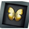 Creamy Yellow Glider Cymothoe hyarbita Butterfly Real Framed Moonlight Display
