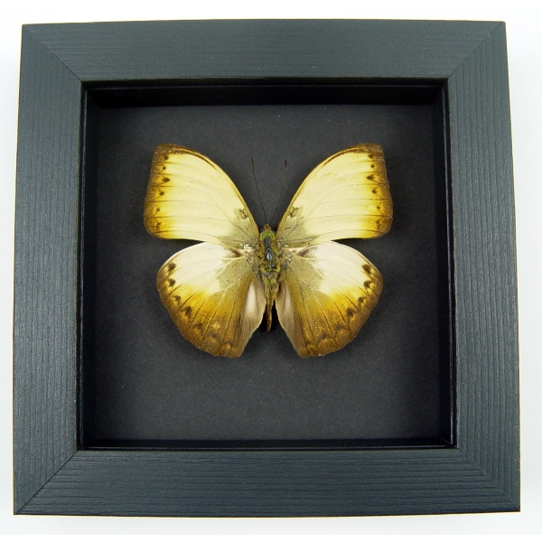 Creamy Yellow Glider Cymothoe hyarbita Butterfly Real Framed Moonlight Display