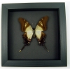 Eurytides serville Swallowtail Butterfly Moonlight Display Framed Taxidermy