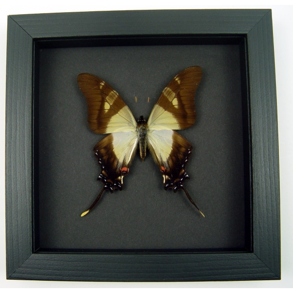 Eurytides serville Swallowtail Butterfly Moonlight Display Framed Taxidermy