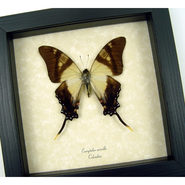 Eurytides serville Frilled Swordtail Swallowtail Framed Taxidermy Display