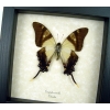 Eurytides serville Frilled Swordtail Swallowtail Framed Taxidermy Display